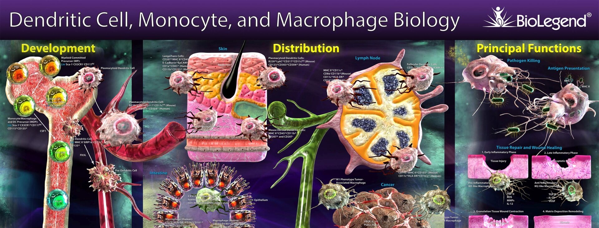 Oficjalny dystrybutor BioLegend